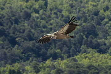 Griffon Vulture in the Gorge of Verdon, France