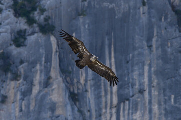 Griffon Vulture in the Gorge of Verdon, France