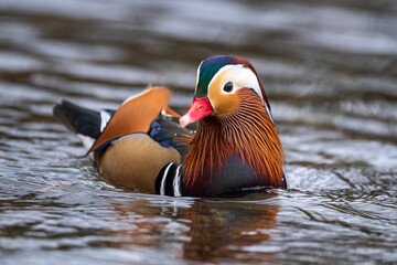 Mandarin Duck