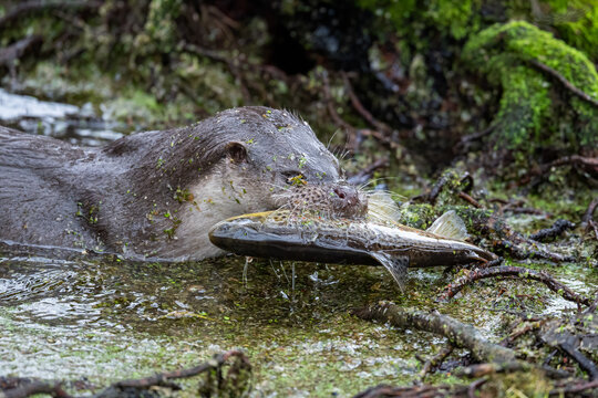 Otter