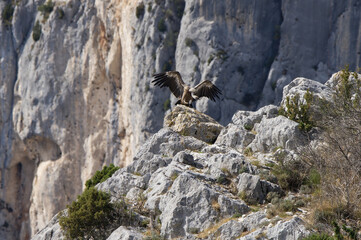 Griffon Vulture in the Gorge of Verdon, France