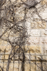 Dried ivy branches covering the stone wall of an old monastery in Jerusalem