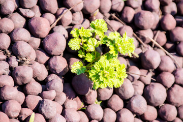 flower among unusual stones
