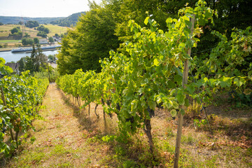 Fototapeta na wymiar Most beautiful vineyards in Germany.