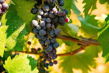 Most beautiful vineyards in Germany.