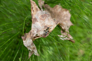 Insect walking on a leaf