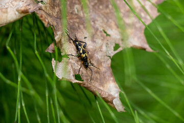 Insect on a leaf 