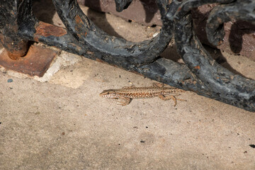 lizard in the city