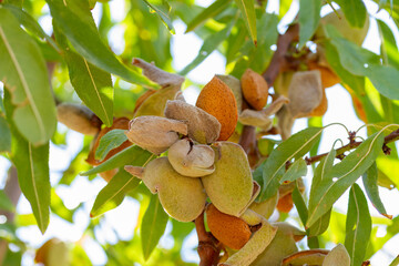 Largueta almonds ready for harvest on a farm in Spain