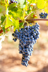 Bunch of grapes of the bobal variety with the focus located in the center of the bunch