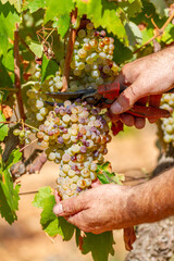 Naklejka na ściany i meble The hands of a farmer harvest a bunch of grapes of the Macabeo variety partially affected by the hail of a storm on a farm in Spain