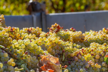 Bunches of grapes of the Macabeo variety in the trailer of a tractor recently harvested in a farm in Spain