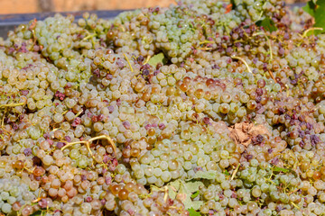 Bunches of grapes of the Macabeo variety in the trailer of a tractor recently harvested in a farm in Spain