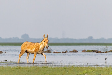 A Wild Ass running in lake