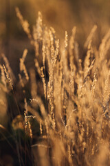 Fototapeta premium grass field at sunset