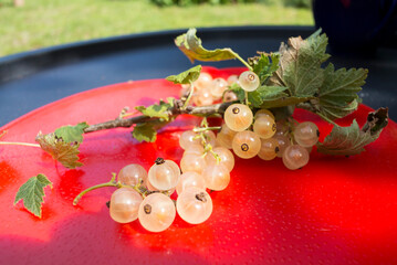 A bunch of white currant berries with leaves on a red plastic plate