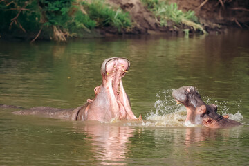 Hippo exerting his dominance in the water