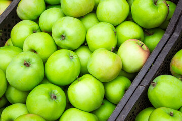 Green apples in boxes. Lots of homemade natural apples. Harvest of apples. Healthy organic fresh food. Proper nutrition and vitamins. High quality photo