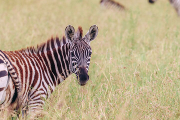 Baby zebra in the Serengeti
