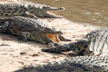 crocodile in the Serengeti