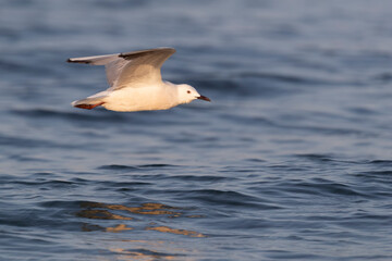 Slender-billed Gull (Chroicocephalus genei) , Abruzzo, on the Adriatic coast.