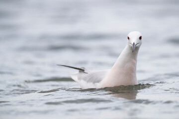 Slender-billed Gull (Chroicocephalus genei) , Abruzzo, on the Adriatic coast.