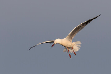 Slender-billed Gull (Chroicocephalus genei) , Abruzzo, on the Adriatic coast.