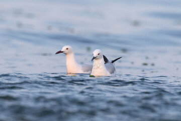 Slender-billed Gull (Chroicocephalus genei) , Abruzzo, on the Adriatic coast.