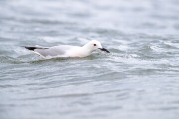 Slender-billed Gull (Chroicocephalus genei) , Abruzzo, on the Adriatic coast.
