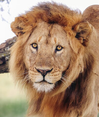 Fototapeta na wymiar Male lion in a tree in the Central Serengeti