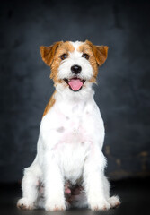 dog breed jack russell smiling in the studio