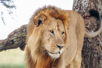 Naklejka na ściany i meble Male lion climbing down tree in Central Serengeti