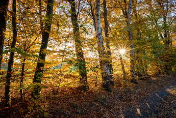 Fototapeta na wymiar Herbstliche Sonnenstrahlen