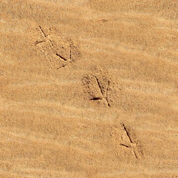 chicken footprints