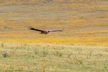 Vulture flying in the Serengeti