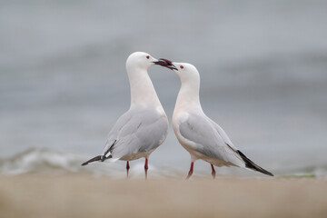 Couple of Slender-billed Gull (Chroicocephalus genei) , Abruzzo, on the Adriatic coast. 