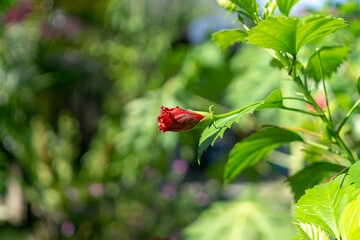 red rose bud