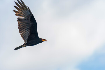 eagle in flight (Lesser Yellow-headed Vulture)