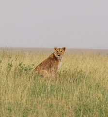 Lioness looking out into the open grassland