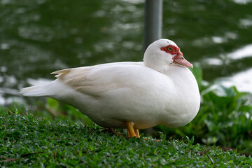 white duck in the grass