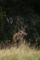 Naklejka na ściany i meble Red deer during rutting time. Male of deer on the meadow. Wildlife in Europe. 