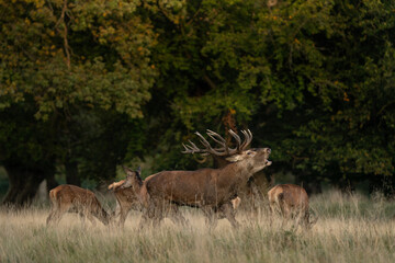 Red deer during rutting time. Male of deer on the meadow. Wildlife in Europe. 