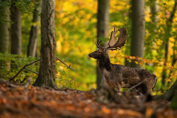 Fallow deer, dama dama, stag standing among colorful leaves in autumn forest. Male mammal with...