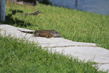 iguana on ground