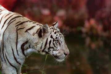 portrait of a tiger