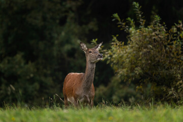 Red deer during rutting time. Male of deer on the meadow. Wildlife in Europe. 