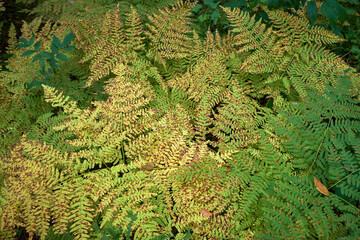 green fern background