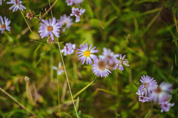 Shallow depth of field macro photo of small purple daisies blooming in a vibrant green field under diffuse cloudy even light