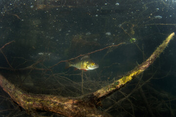 European perch during day dive. Perch is hiding in the brushwood in water . Underwater life. 