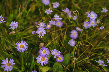Shallow depth of field macro photo of small purple daisies blooming in a vibrant green field under diffuse cloudy even light